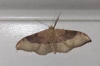 Idaea degeneraria