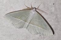 Campaea margaritaria