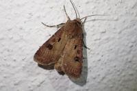 Agrotis exclamationis