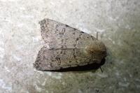 Caradrina clavipalpis