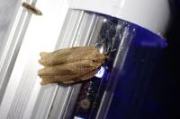 Choristoneura hebenstreitella