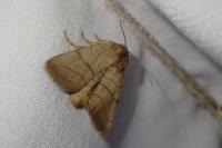 Charanyca trigrammica