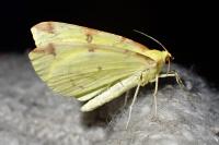 Opisthograptis luteolata