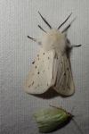 Spilosoma lubricipeda