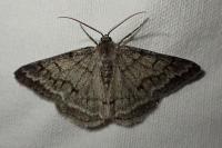 Pseudoterpna coronillaria