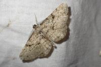 Peribatodes rhomboidaria