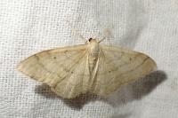 Idaea