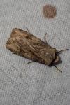 Agrotis puta