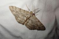 Hypomecis punctinalis