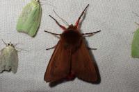 Phragmatobia fuliginosa