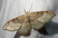 Idaea degeneraria