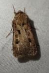 Agrotis exclamationis