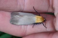 Lithosia quadra