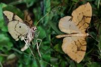Gandaritis pyraliata