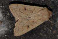 Mythimna vitellina