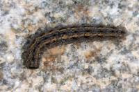 Eilema caniola