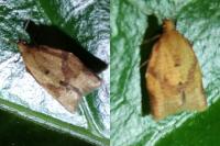 Clepsis consimilana
