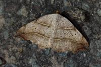 Laspeyria flexula