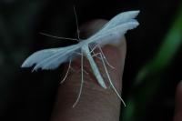 Pterophorus pentadactylus