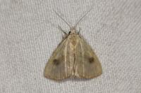 Rivula sericealis