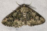 Cleorodes lichenaria