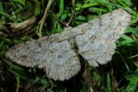 Hypomecis punctinalis