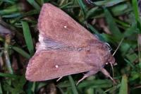 Mythimna albipuncta