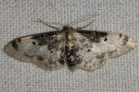 Idaea filicata