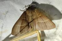 Macrothylacia rubi