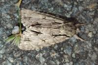 Acronicta psi/tridens