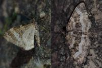 Epirrhoe alternata