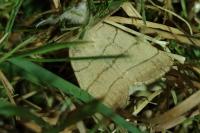 Charanyca trigrammica