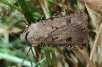 Agrotis exclamationis
