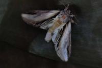 Pheosia tremula