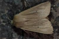 Mythimna pallens