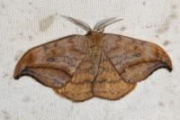 Drepana curvatula