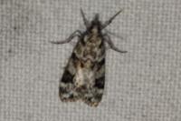 Eudonia delunella