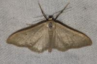 Idaea straminata
