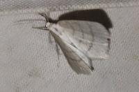 Cabera pusaria
