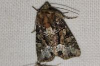 Oligia strigilis