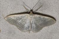 Idaea subsericeata