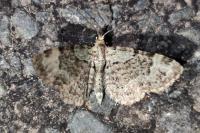 Pasiphila rectangulata