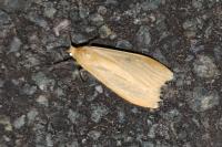 Wittia sororcula