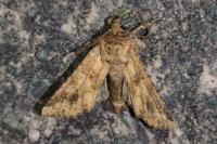 Conisania luteago