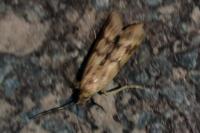 Homoeosoma sinuella