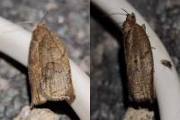 Archips podana