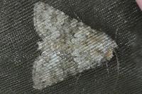 Hecatera dysodea