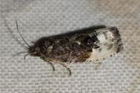 Hedya nubiferana