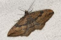 Nycterosea obstipata