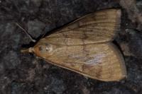 Ostrinia nubilalis/scapulalis